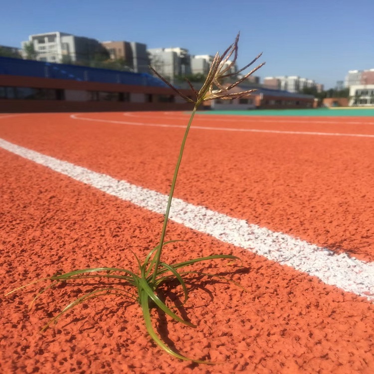 透氣式塑膠跑道案例.jpg